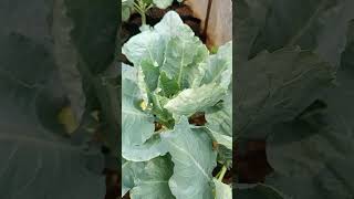 kembang kol sudah mulai kelihatan#berkebundilahansempit #petiksayur #berkebundirumah #garden #shorts
