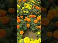 most beautiful big marigold flower🌻 #homegarden #flowers #gardening #short #marigold