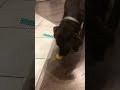 Curious Dog Tries to Eat Lemon