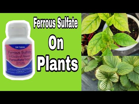 Video: The Use Of Ferrous Sulfate In Horticulture: Processing The Garden In The Fall And Spraying Trees In The Spring. How To Breed It? Instruction And Proportions
