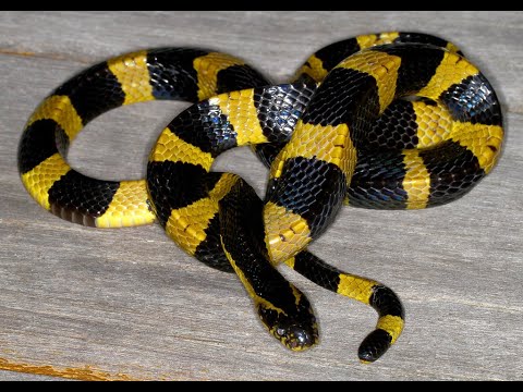 Video: Da li zmijama hognoze treba uvb?