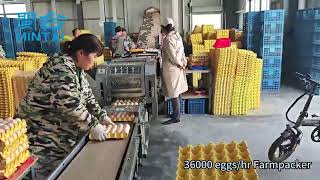 🥚 Choosing the right egg packing machine isn’t just about price #MinTaiMachinery #eggpackingmachine