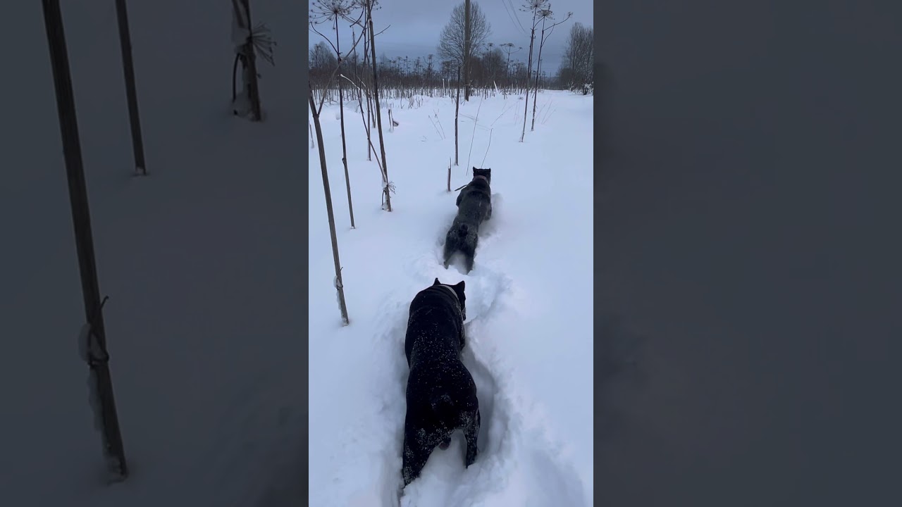 #кане корсо#