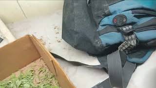 Crop King Seeds FAIL - Mystery Autoflower Harvest - Lol @ "1 pound"