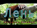 11.09.2022 |Лень| Виталий Зиновьев