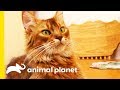 This Beautiful Somali Cat Gets A Pampering Session | Cats 101 の動画、YouTube動画。