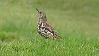 Mistle Thrush Bird on Tehidy Golf Course