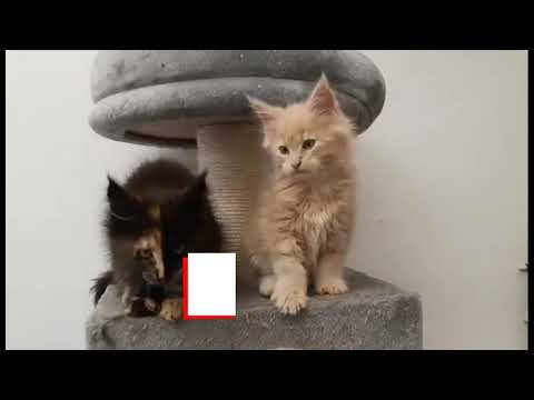 Video: Pitanja O Toksoplazmozi - Predostrožnosti Za Trudnice - Leglo Za Mačke - Mačji Izmet