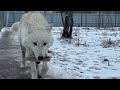 Волчица - воровка 🙃😱 кот среди волков 🐺