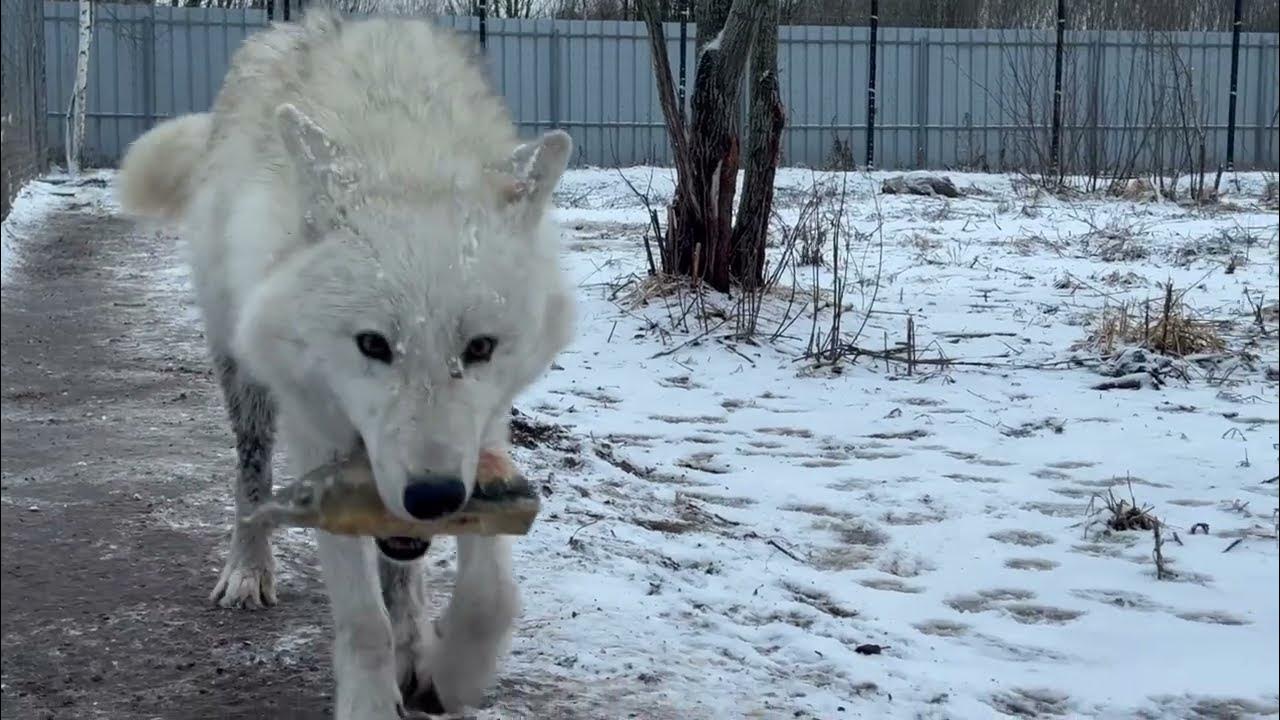 Волчица - воровка 🙃😱 кот среди волков 🐺 - YouTube