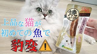 愛猫に初めて『焼かつお』をあげたら爆食しまくり【猫動画】