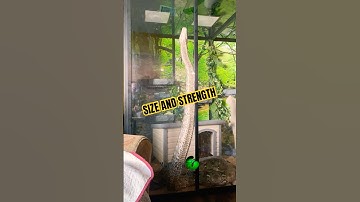 15 feet long 80 pounds. Size and beauty. #molinarosnakelab #reticulatedpython #python #giantsnake