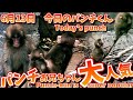 6.13パンチお兄ちゃん大人気!Punch-kun is super popular!今日のパンチくん Today's Punch 市川市動植物園
