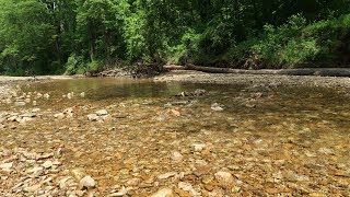 Relaxing water and bird sounds at forest stream