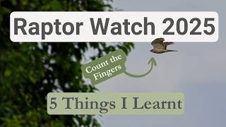 My first Raptor Watch! 5 Things I Learned | Henderson Waves