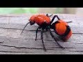 Worst Insect Stings in the World