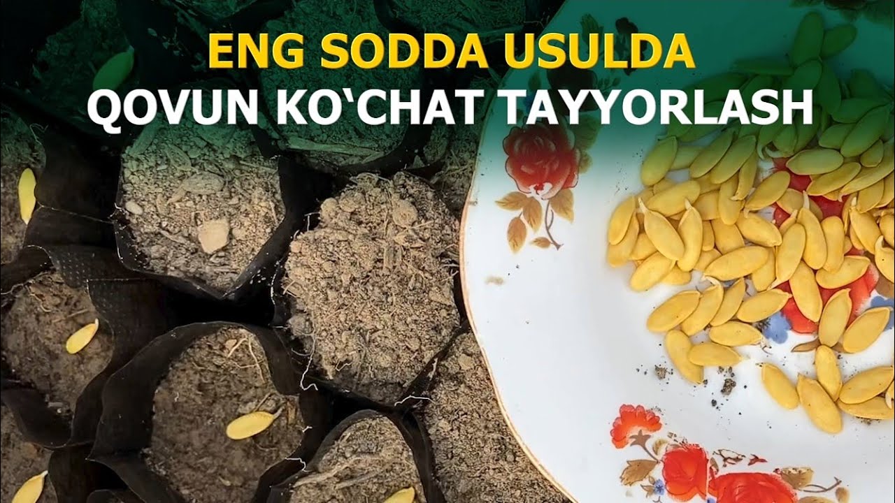 Энг содда усулда Қовун кўчат тайёрлаб олиш.