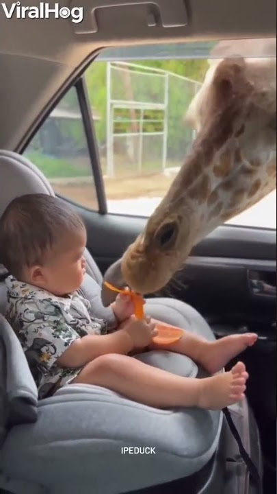 Watch: Giraffe Steals Snack From Baby In Car