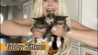 Tabby Kittens | Cutest Meowing