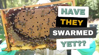 Checkerboard Update  - Have They Swarmed Yet??