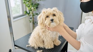 What would happen if I cut this shaggy hair?