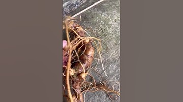 1 củ sâm rừng 2 Lạng 2 mời các bác tẩm bổ zalo 0377965679 e Nguyệt