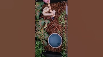 Peach. Cinnamon Albino Female. #ballpythonfeeding #snakefeeding #reptiles