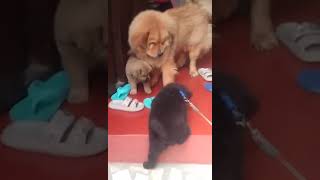 Cockerchowcogy And His Lil Bros...