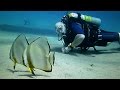 Scuba Diving: Egypt - Sharm El Sheikh, Na'ama Bay