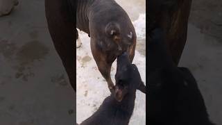 Dogs behaving badly! 😂 | Funny Animal MomentsYou won't  what these dogs 🐕#viral #video #trending