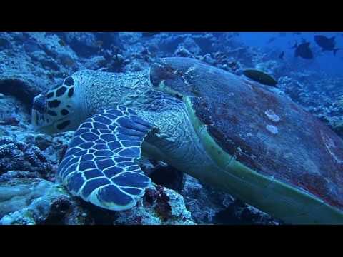 Veligandu, The Maldives Diving