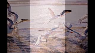 Sanibel Island Nature & Wildlife