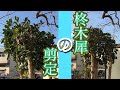 柊木犀の剪定 刈込みだけで終わらせるのはもったいない?更に綺麗にする方法を教えます!(字幕対応)