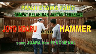 Tempat Kelahiran Etawa Terbesar JOYO NDARU dan fenomenal HAMMER | Panji Etawa Farm | Wonosobo Jateng