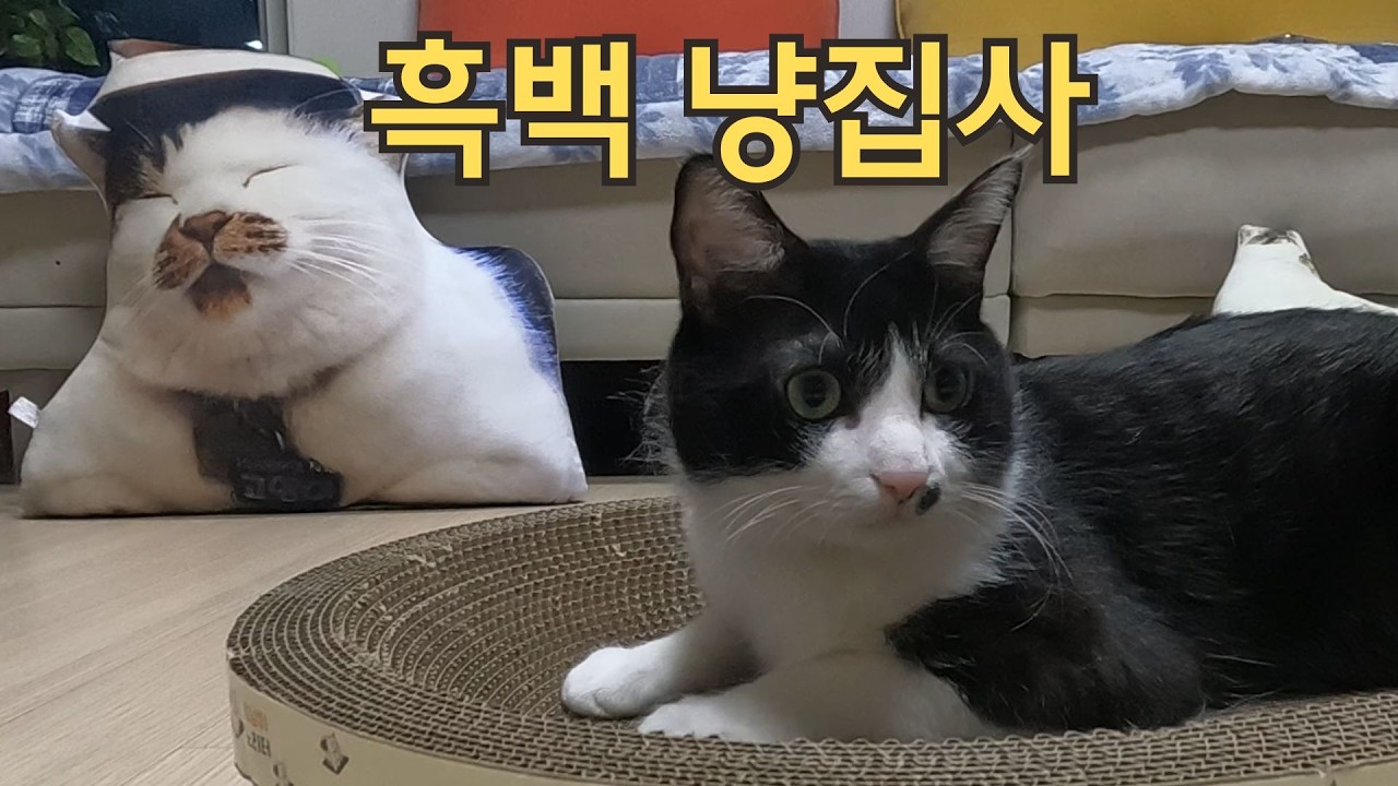 투덜거리는 고씨와 만족해하는 릴리 턱 긁어주기