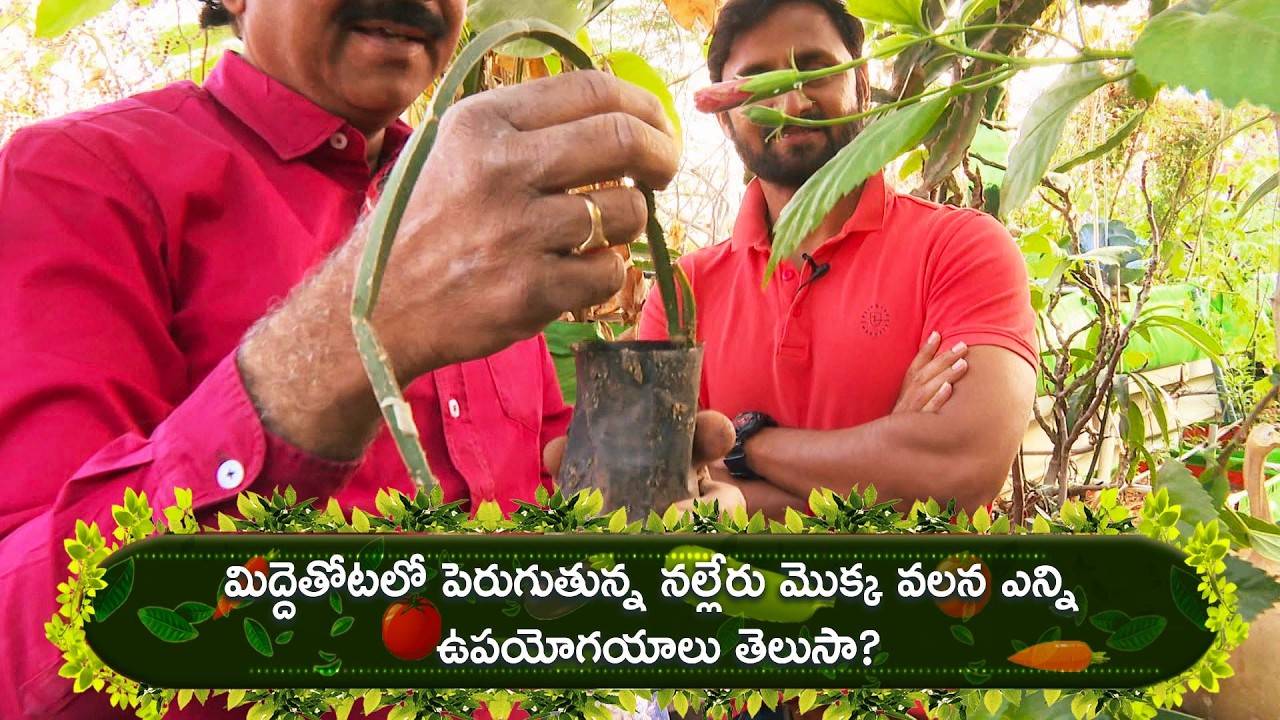 Benefits of Nalleru | మిద్దెతోటలో పెరుగుతున్న నల్లేరు మొక్క, ఎన్ని ఉపయోగయాలు తెలుసా?| Perati Ruchulu