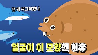 넙치는 어쩌다 찌그러진 얼굴을 가지게 되었을까