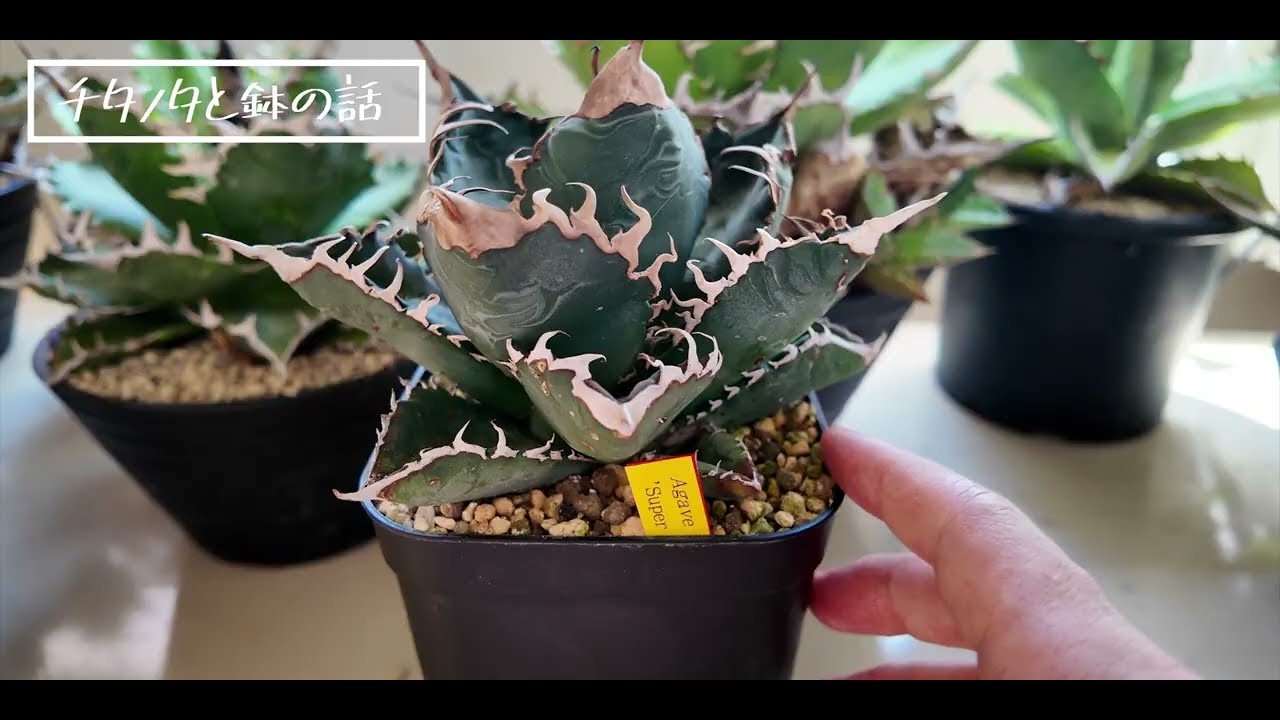 アガベ育成雑談５連発【チタノタ｜オテロイ｜マニア向け】