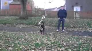 Roxy The Collie X Spaniel