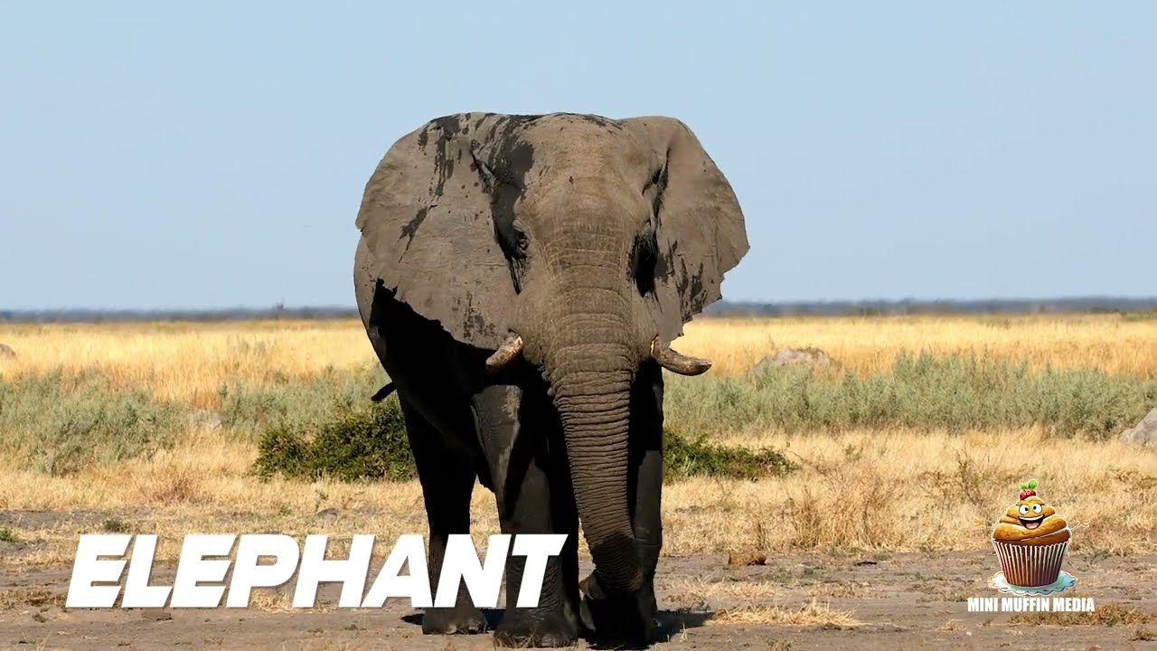 Ep. 5 | Stock Story (Fun Kids Game - Name that Animal)
