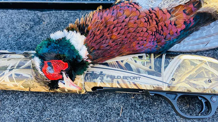 Thanksgiving Pheasant Hunt WI 2022