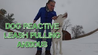 Dog reactive Husky  training - Family K9 Dog Training Montreal & Vaudreuil Dog Trainer