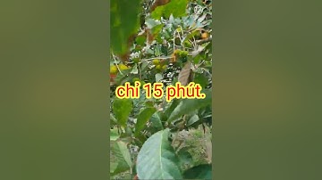 Vườn trái cây -nghĩ dưỡng TP Long Khánh Đồng Nai #bophoveque #datvuonnghiduong #longkhánh