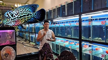 15-6 lên lô cá la hán Vip kamfa f2 size nhỏ cực đẹp luôn với giá cực mềm  cho ai mê cá la hán kamfa