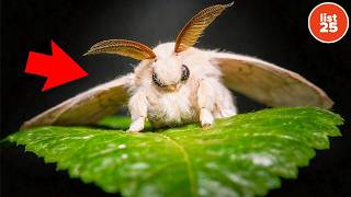 100 Things Nature Does That It Probably Shouldnt