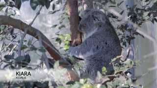 Wild Talk @ WILD LIFE Sydney Zoo: Highlights Video