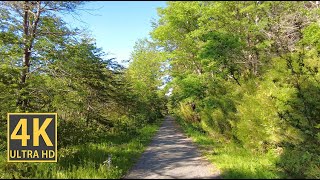 Shiny Forest Nature Walk 4K (With Ambient Nature Sounds And Music)