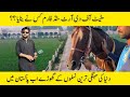 Heaven of horse  bhutta stud farm kamalia  top blood lines at pakistan horse farm 