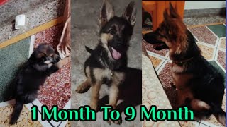 German Shepherd Puppy Transformation From Birth to 9 Month !Double Coat GSD Puppy Growing Age!Growth