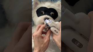 soy el perro copo más guapo? #viral #perros #perrofeliz #dúo